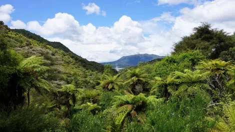 Slashing commute time could save NZ from 900,000 tonnes of C02