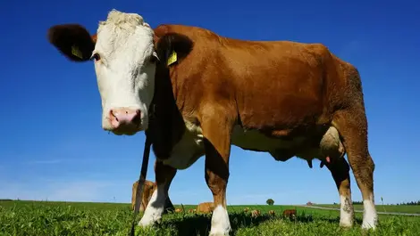 Methane responsible for half of global warming