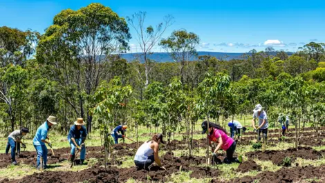 Identity Digital plants 25,000 trees with Trillion Trees